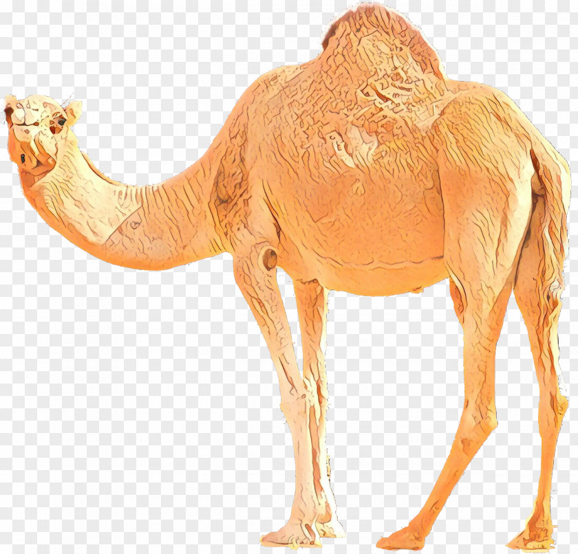 Bactrian Camel Dromedary Image Desert PNG