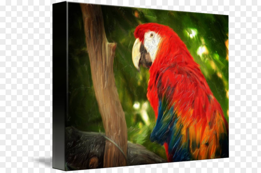 Bird Macaw Parakeet Art Imagekind PNG