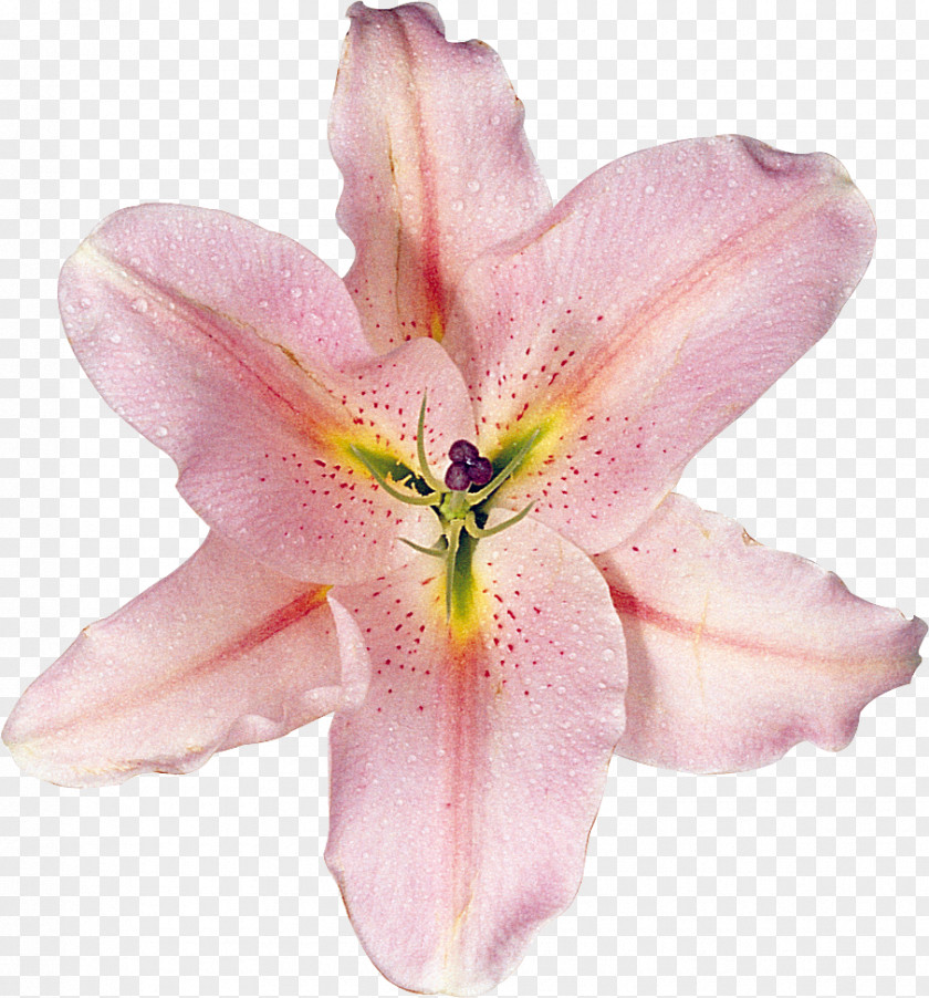 Flower Lilium Cut Flowers Daylily PNG