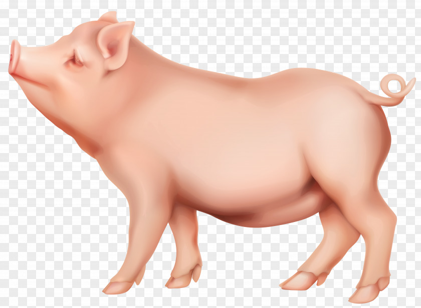 PIg Clip Art Image Domestic Pig PNG
