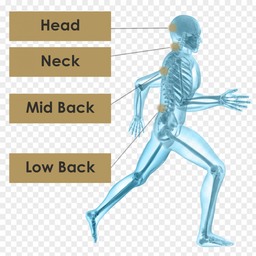Skeleton Human Running Hip PNG