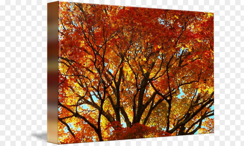Autumn Maple Leaf Modern Art PNG
