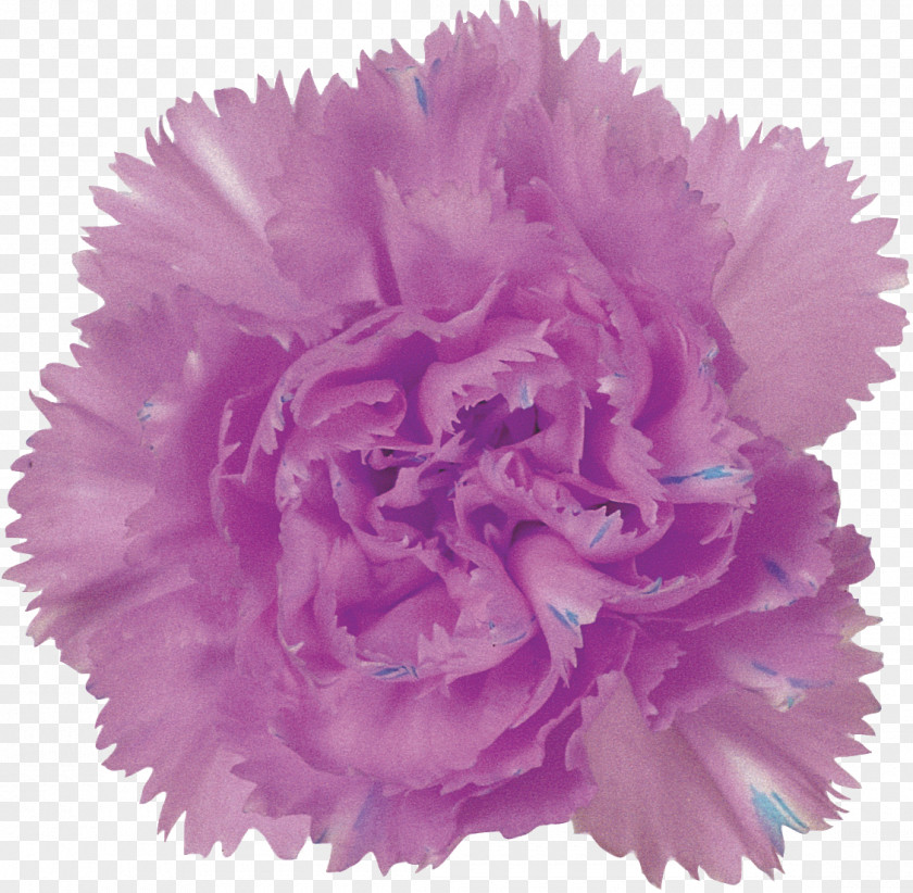 CARNATION Purple Carnation Flower Pink Lilac PNG