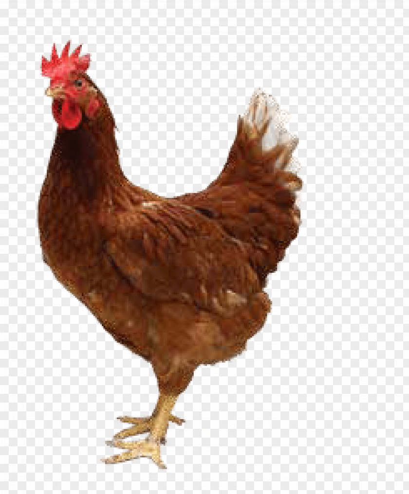 Chickens Roast Chicken Fried Broiler PNG