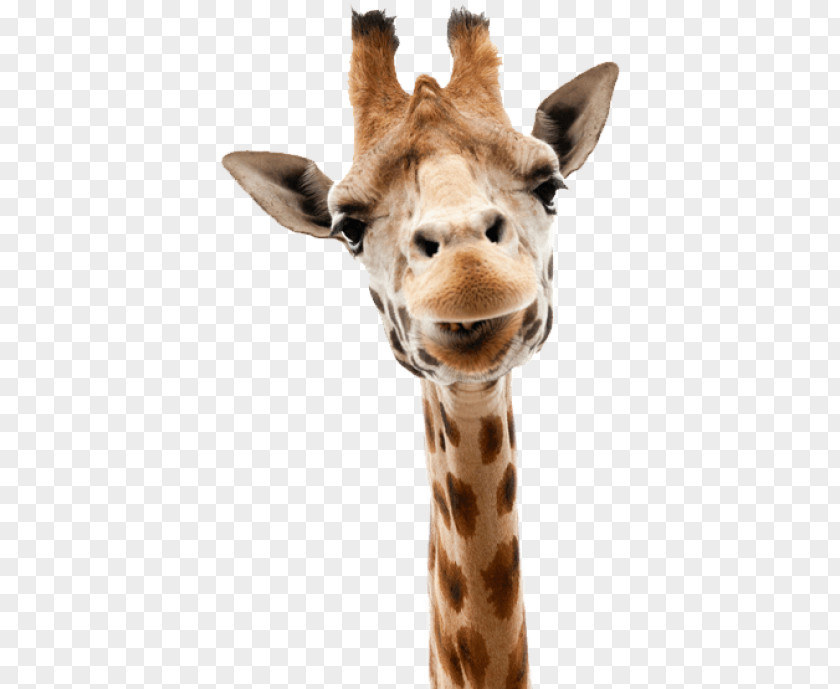 Gloria From Madagascar Giraffe Stock Photography Stock.xchng Image Illustration PNG