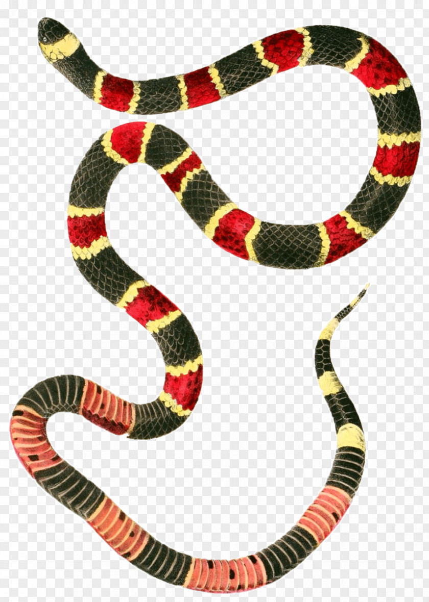 Snake Coral Micrurus Fulvius Clip Art PNG