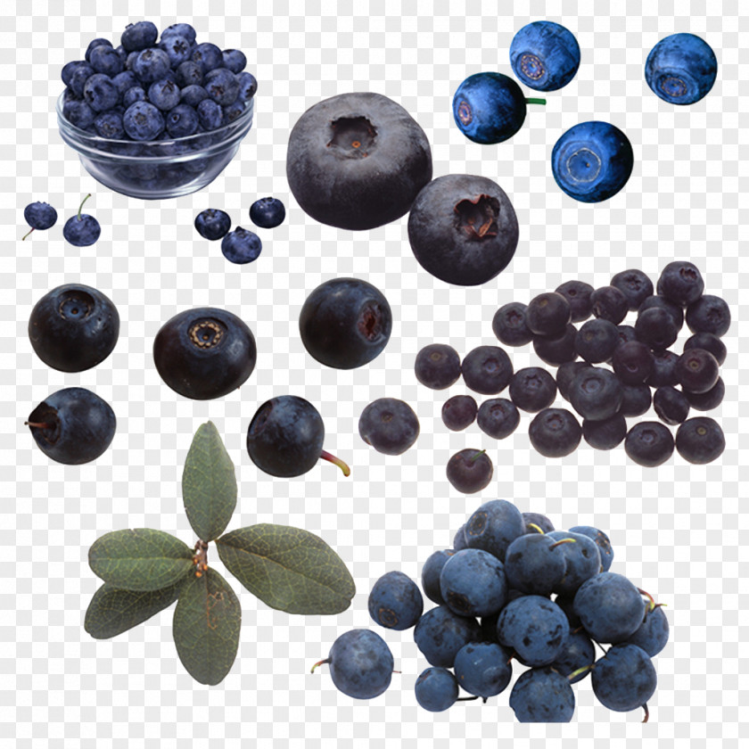 Blue And Purple Scattered Blueberry Arbutin Beaujolais Bilberry PNG