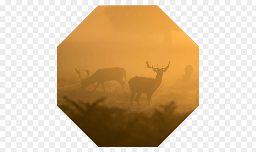 Deer Antler Wildlife PNG