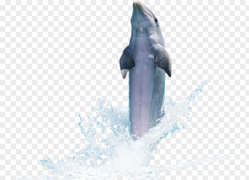 Dolphin Icon PNG