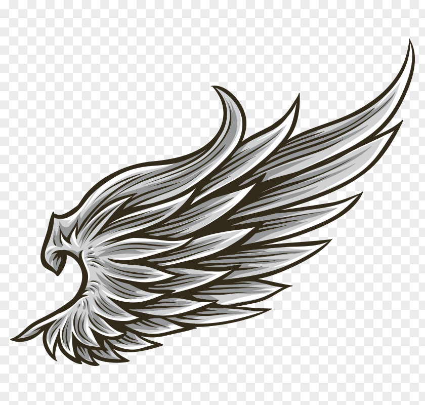 Drawing Angel Wing PNG