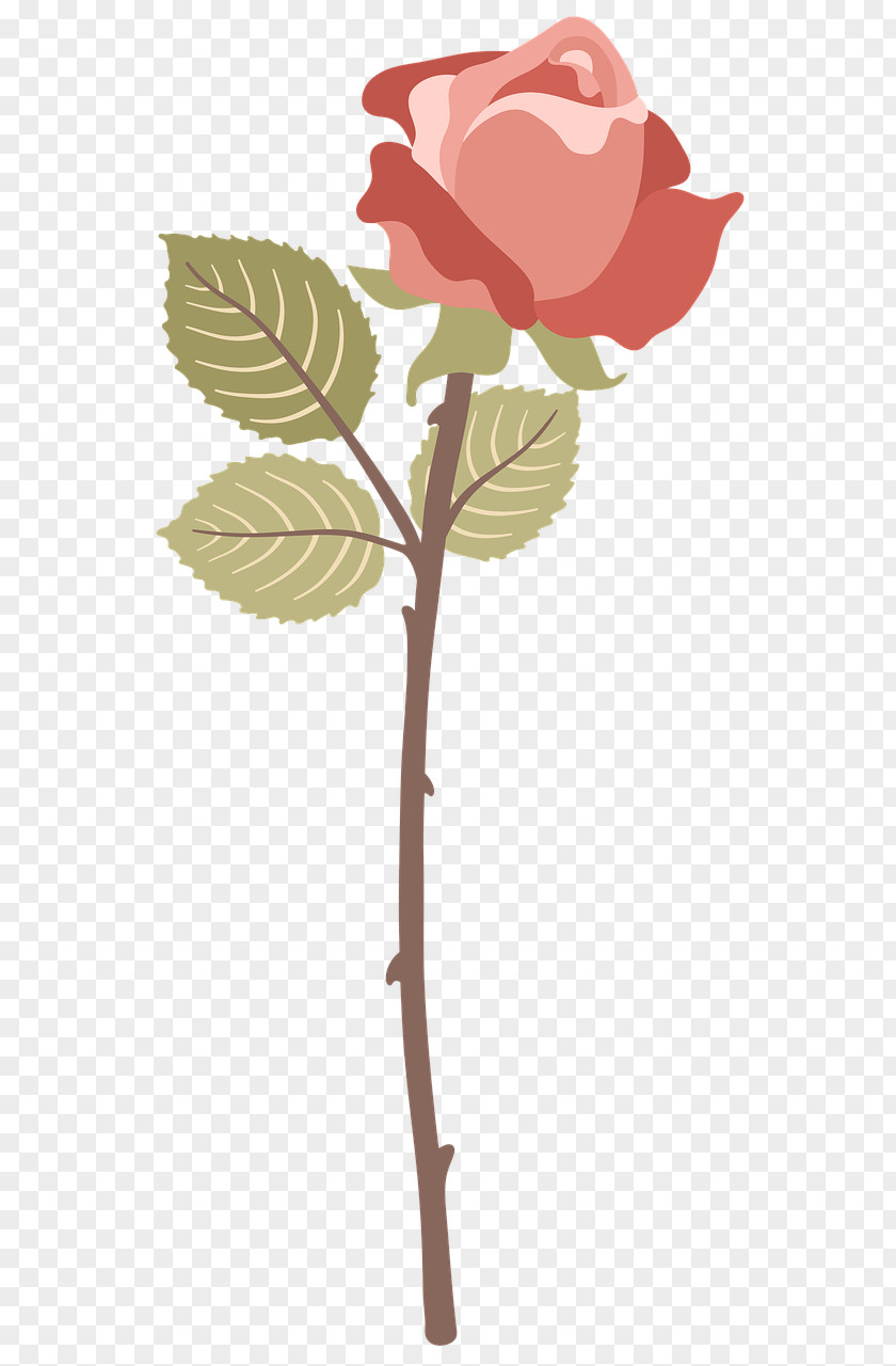 Flower Garden Roses Cabbage Rose Vector Graphics Red Damask PNG