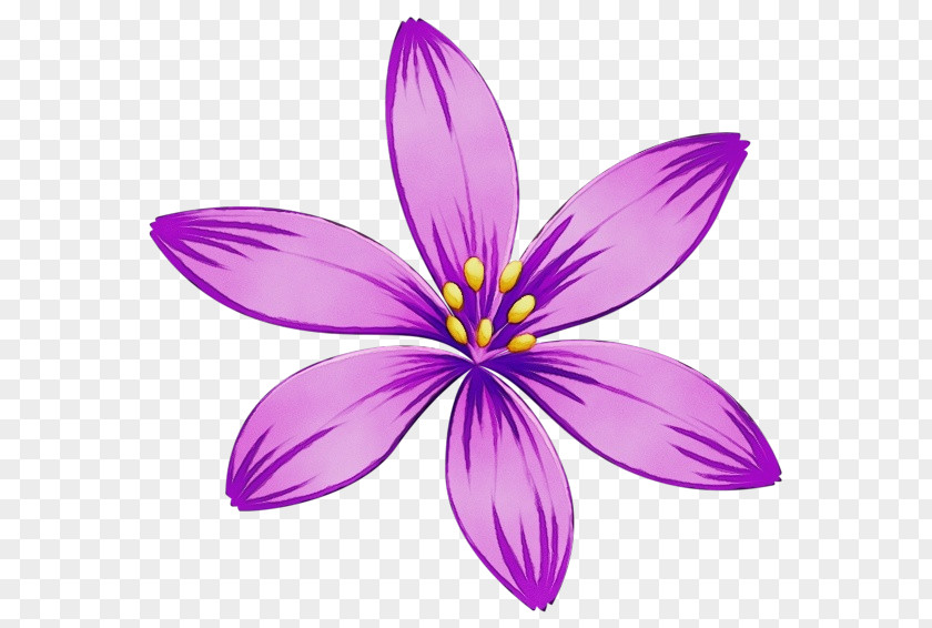 Iris Family Wildflower Petal Violet Purple Flower Plant PNG