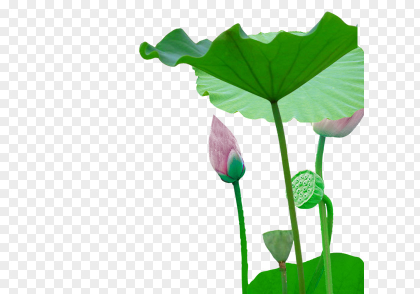 Lotus Flower Bud Leaf Plant Stem PNG