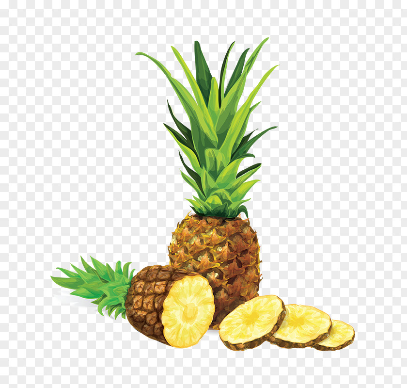 Pineapple Illustration Vector Drawing Royalty-free PNG