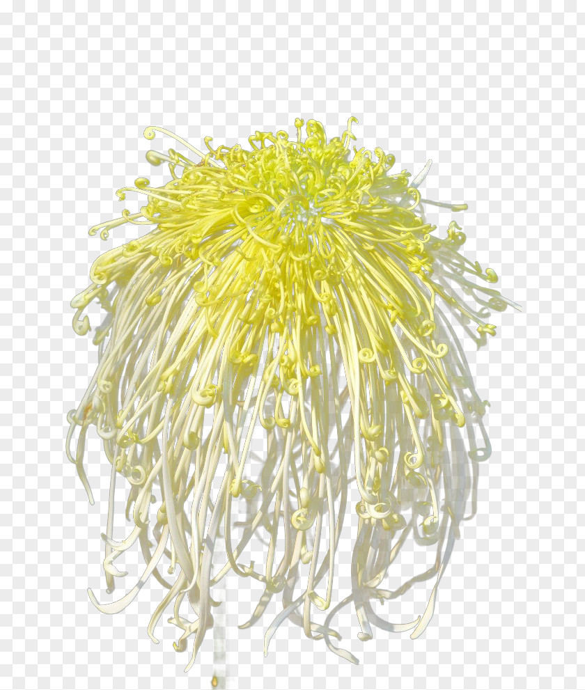 Yellow Chrysanthemum Flowers Xd7grandiflorum Flower Floral Design PNG