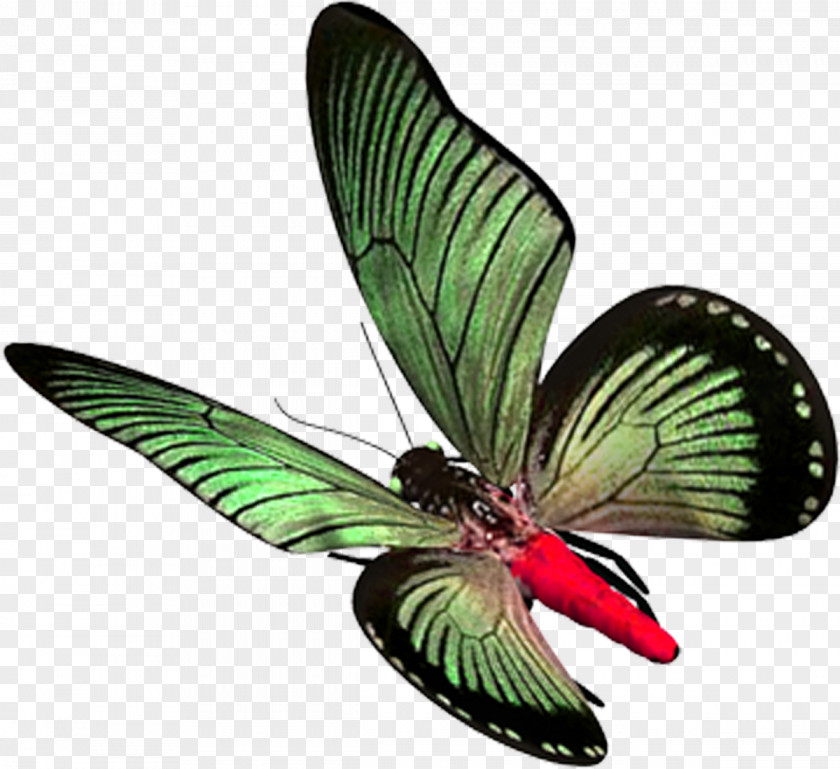 Butterfly Gaussian Blur PNG