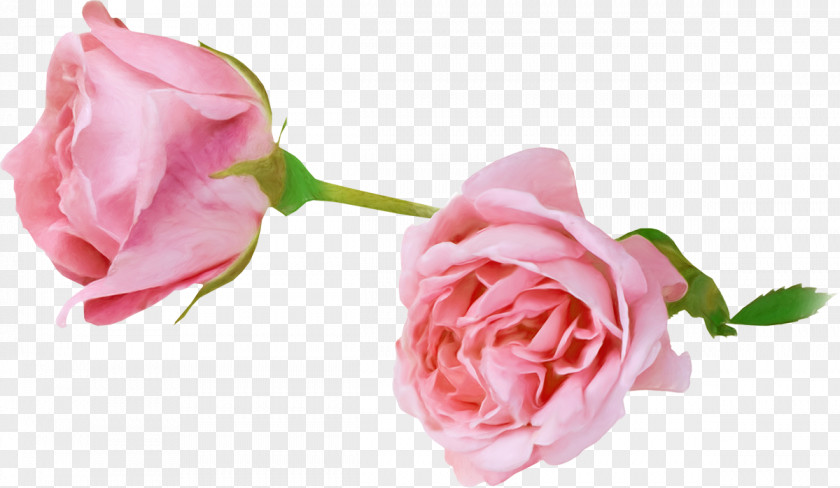 Flower Garden Roses Photography Animation PNG