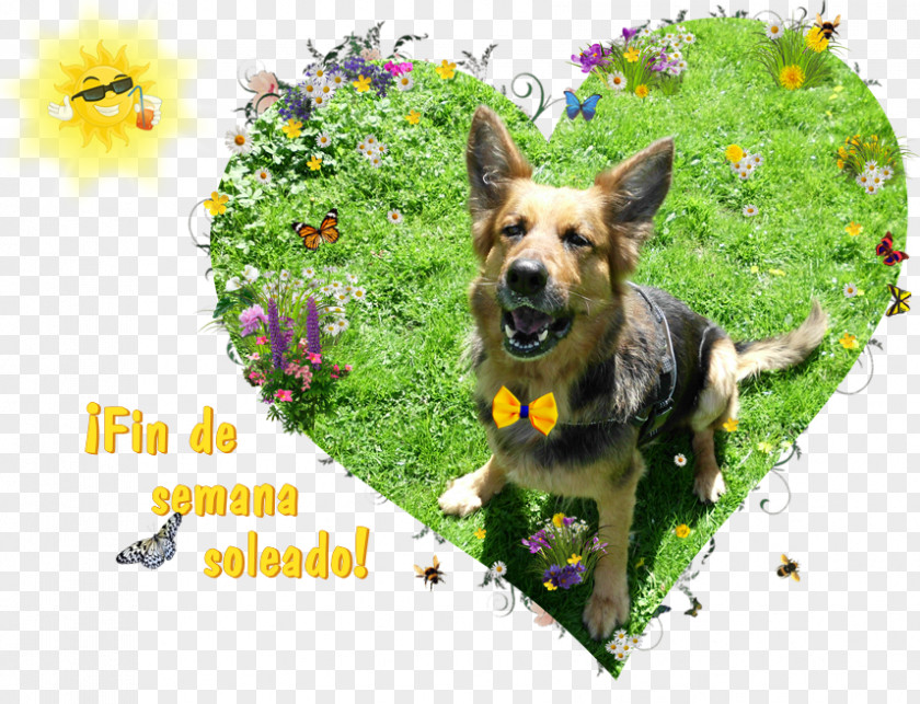 Greetings German Shepherd Dog Breed Razas Nativas Vulnerables PNG