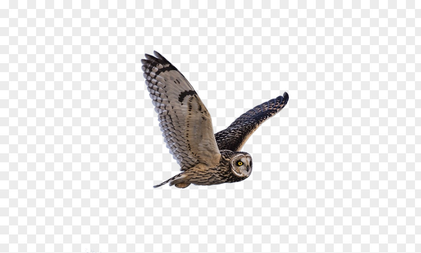 Owl Bird Symbol Gray Wolf PNG