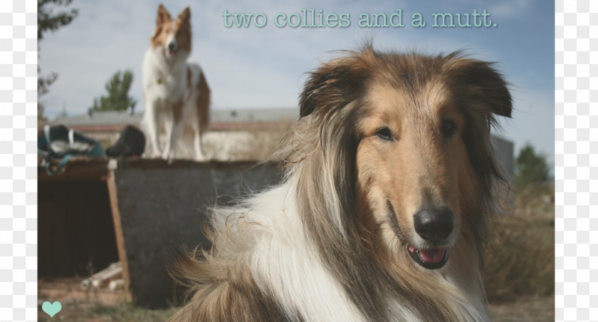 Rough Collie Borzoi Silken Windhound Italian Greyhound Afghan Hound PNG