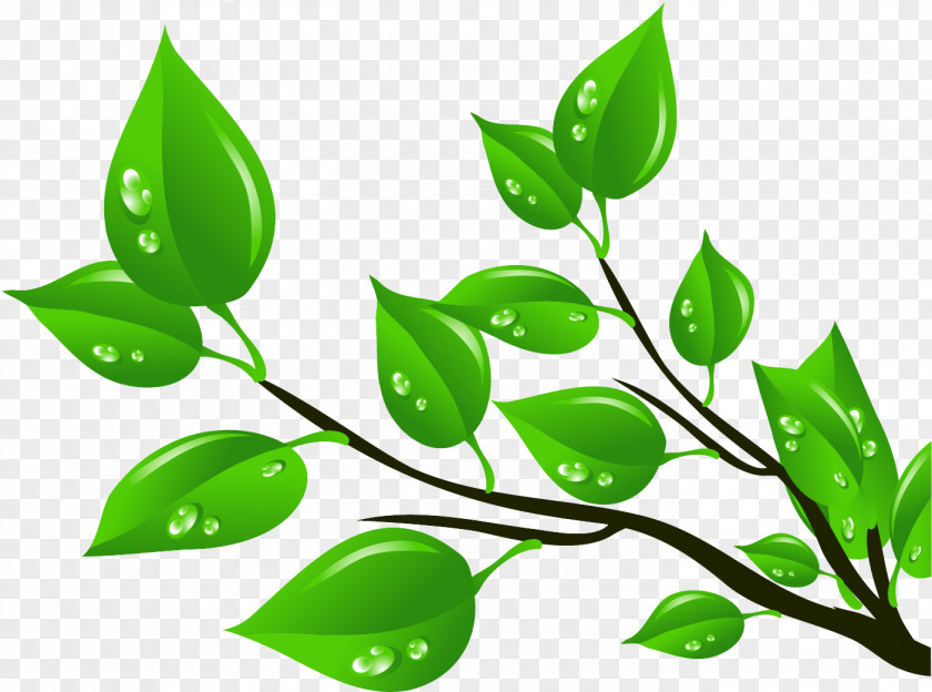 Skunk Leaf Clip Art PNG