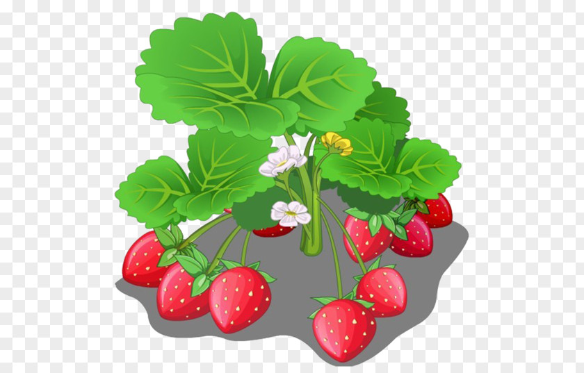 Strawberry Fields Aedmaasikas Crop PNG