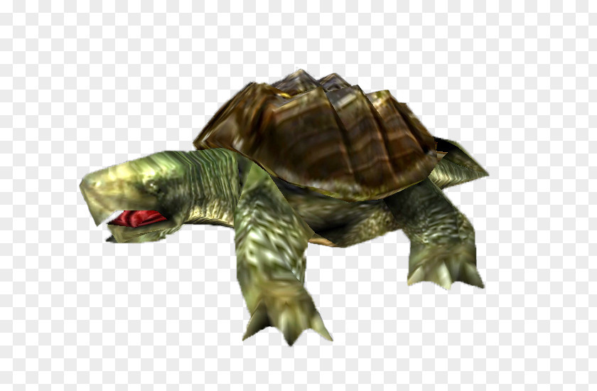Turtle Common Snapping Turok: Evolution Box Turtles Red-eared Slider PNG