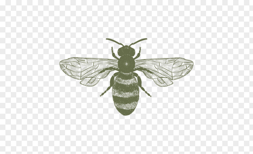 Bee Honey Pottery Ceramic Insect PNG