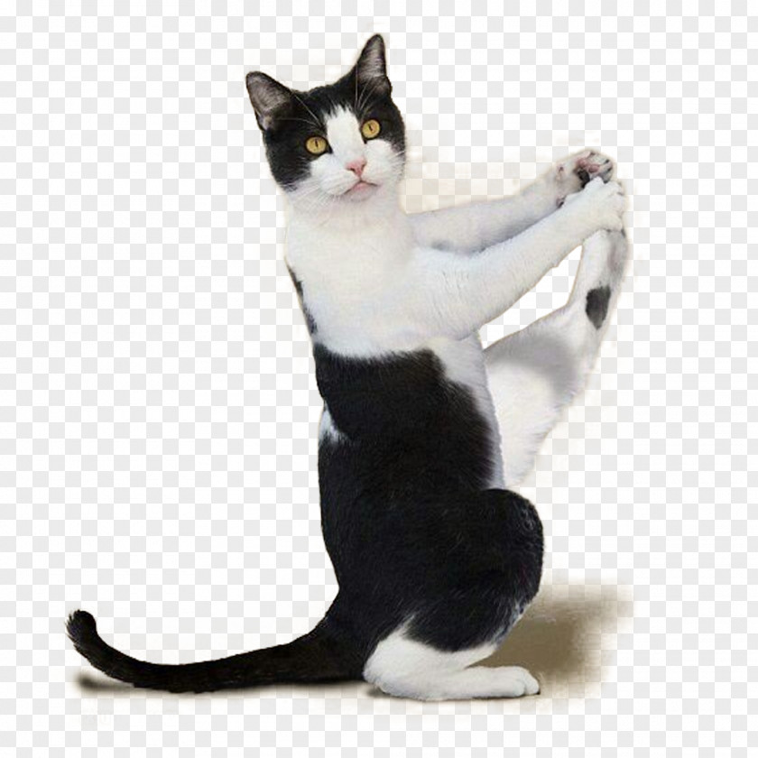 Kitten Material Map Yoga Cats: The Purrfect Workout Dogs PNG