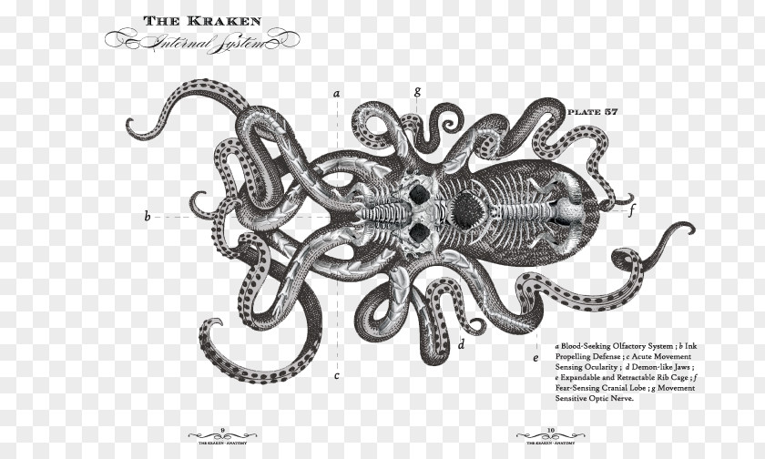 Kraken Rum Le Chant Du Octopus PNG