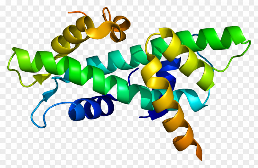 NFYB NFYC Protein Transcription Factor Gene PNG