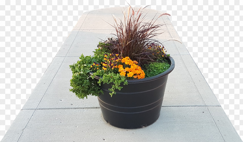 Plant Flowerpot Houseplant Plastic PNG