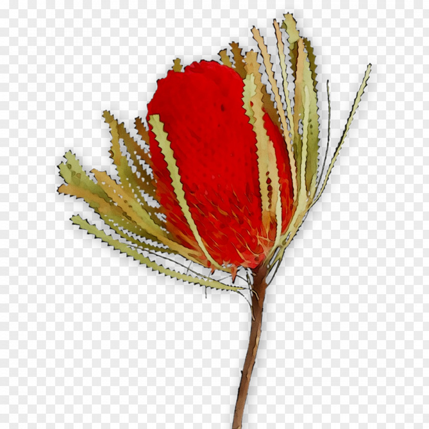 Cut Flowers Rose Plant Stem The Poppy Family PNG