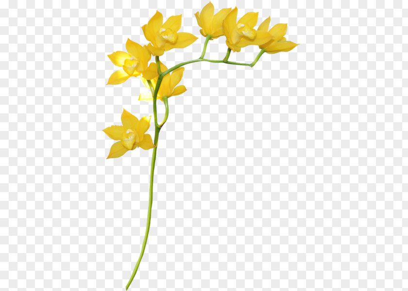 Flower Yellow Petal Floral Design PNG