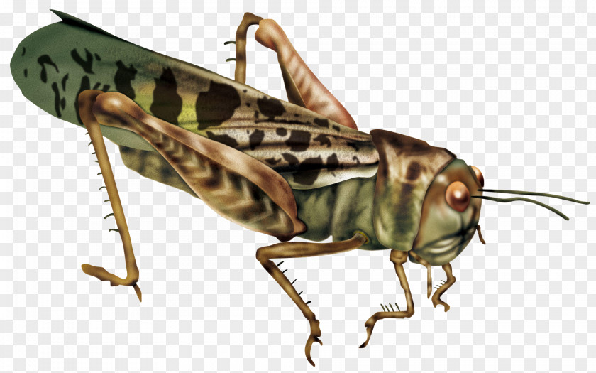 Grasshopper Caelifera Insect Locust Wallpaper PNG
