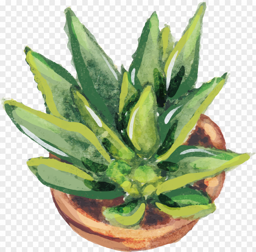 Growing Strong Aloe Vera Euclidean Vector Vecteur Cactaceae PNG