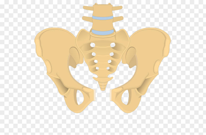 Sacrum Hip Bone Ilium Obturator Foramen Pubis PNG