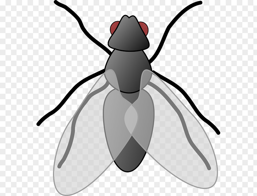 Fly Insect Clip Art Openclipart Free Content Image PNG
