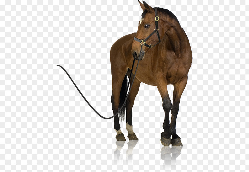 Foal Arabian Horse Mare Stallion PNG