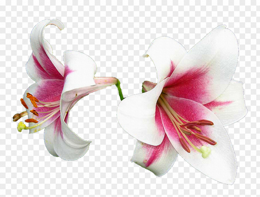 Lilly Flower Lilium Clip Art PNG