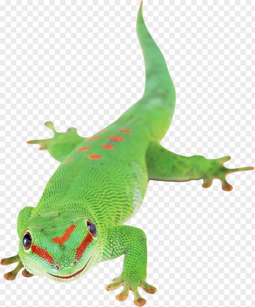 Lizard Reptile Chameleons PNG