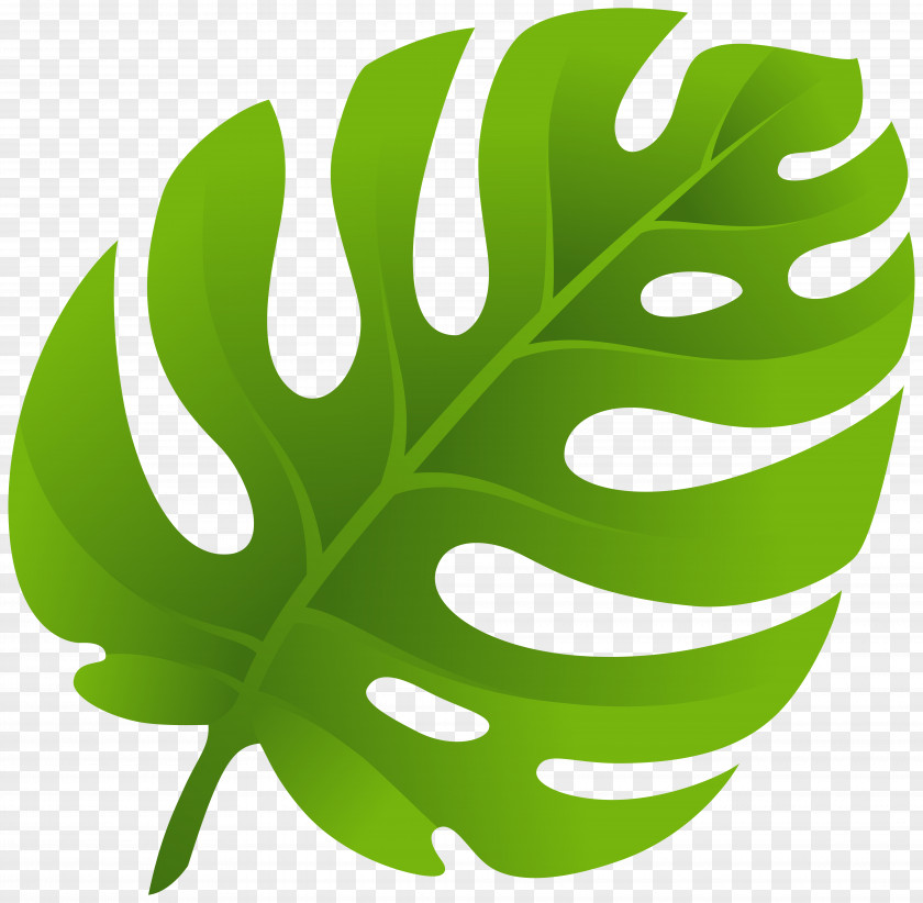 Monstera Leaf Clip Art PNG