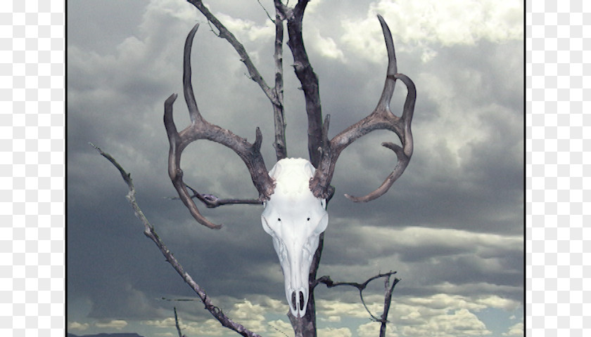 Painting The Faraway Nearby Deer's Skull With Pedernal Georgia O'Keeffe: Paintings Ram's Head, White Hollyhock-Hills PNG