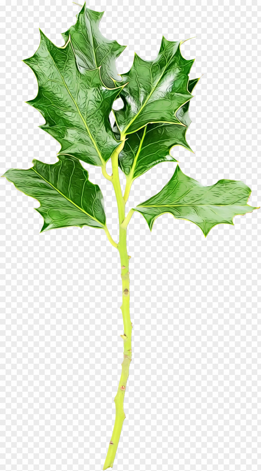 Plant Stem Food Plane PNG