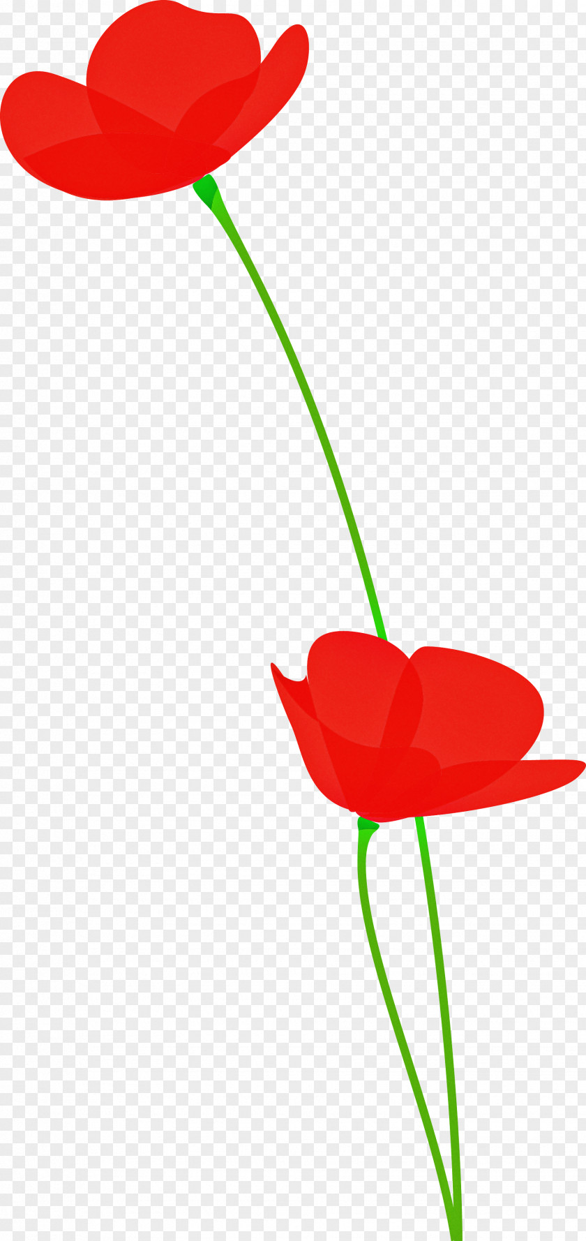 Poppy Flower PNG