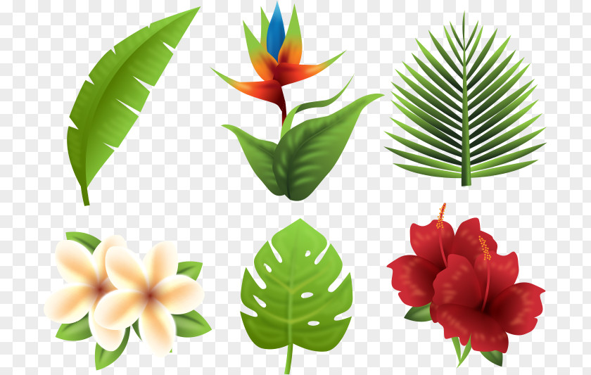 Tropical Plants Tropics Euclidean Vector Flower PNG