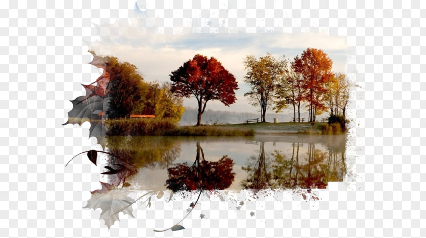 Beautiful Late Autumn Chart High-definition Television 1080p Desktop Wallpaper Tree Color PNG