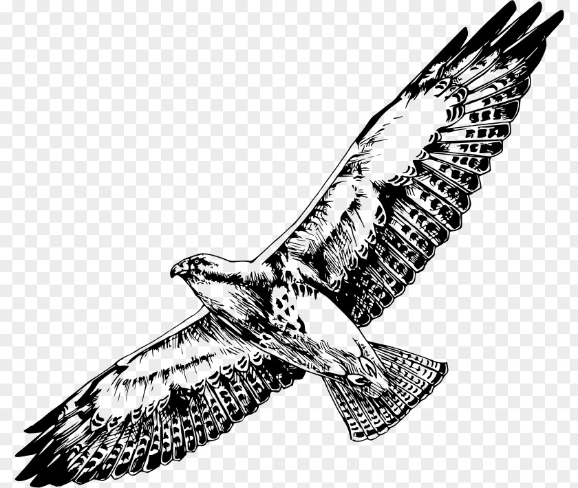 Bird Of Prey Swainson's Hawk Clip Art PNG