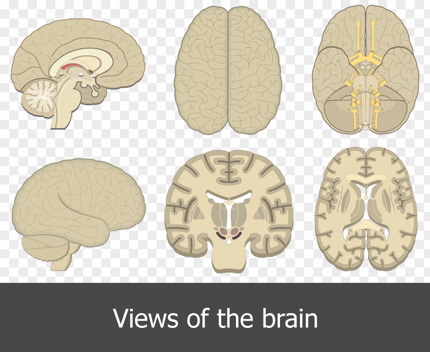 Brain Human Anatomy Cerebral Cortex PNG