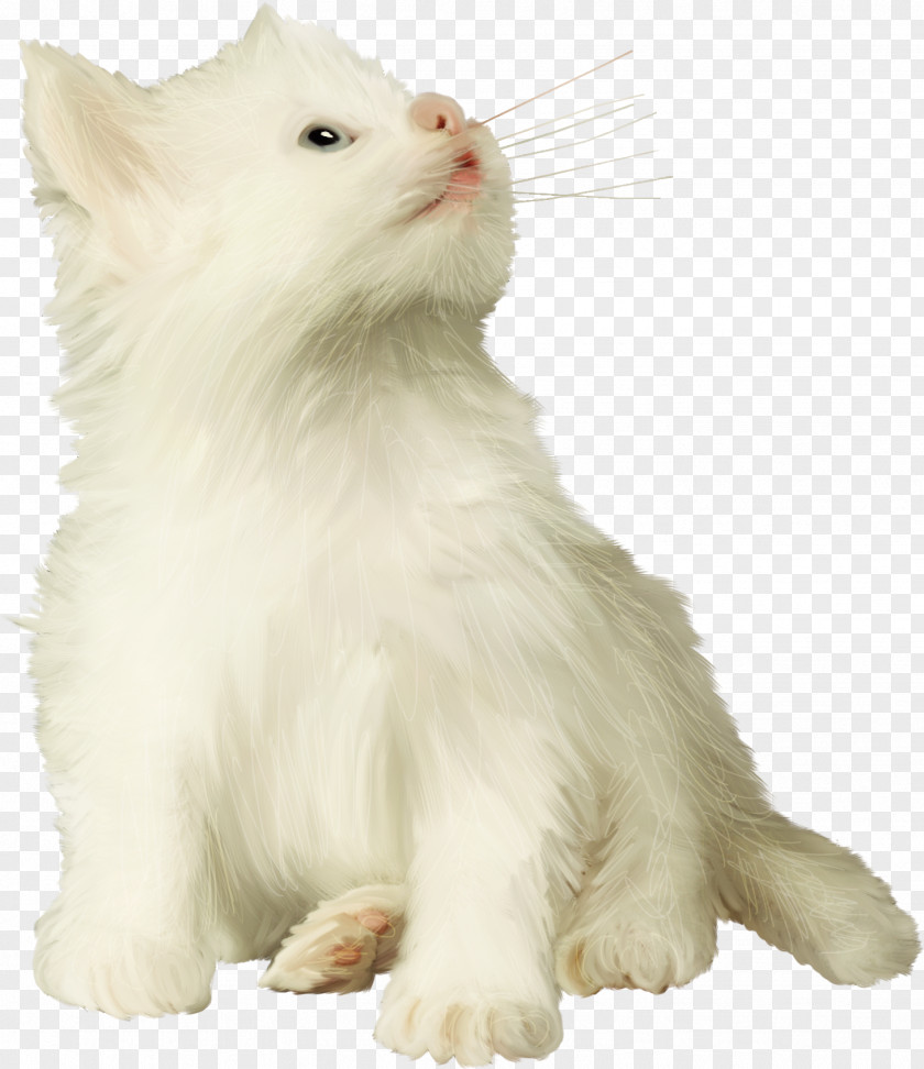 Cats Persian Cat Turkish Van Angora Ragamuffin Asian Semi-longhair PNG